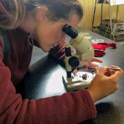 Kompostwürmer mikroskopieren und beobachten