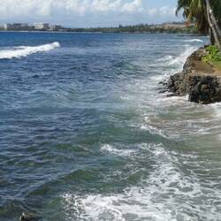 I could watch the turtles swim by for hours.