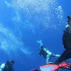 der 🦈 war dann schon sehr sehr neugierig...😶