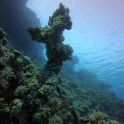 Skulptur aus Koralle