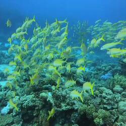 Schule Gelbrückenfüssilier