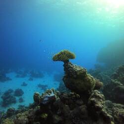 Korallen-"Bonsai" 😉