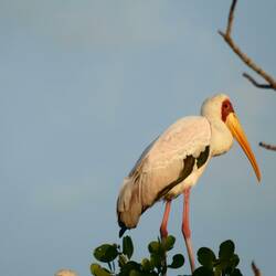 Afrikanischer Nimmersatt