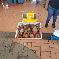 Fischmarkt Puerto Ayora
