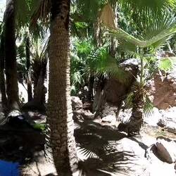 Zebedee Springs
