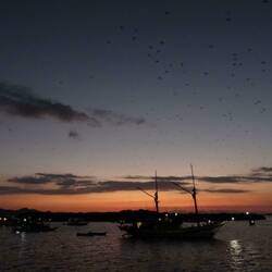 Flying Foxes, die aus den Mangroven kommen