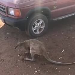 Dieses Känguru hat der Ranger sehr passend "Nutsy" getauft 😂