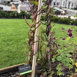 Indischer Spinat im Nutzpflanzenbeet vorm Hotel du Parliament.
