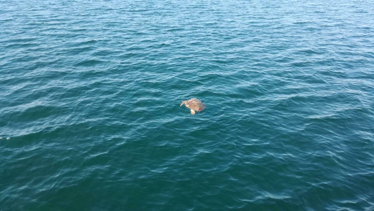 Meeresschildkröte direkt neben dem Boot