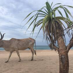 Cows roaming around seeking lush lawns