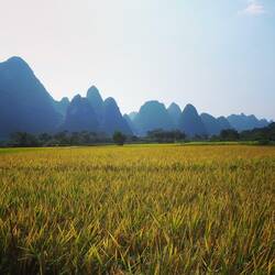 Reisfelder kurz vor der Ernte