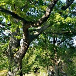 Does this old Oak Tree becoming my new best friend 🤔?