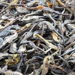 Wo die alle herkommen?