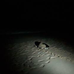 Die Schildkröte auf ihrem Weg zurück ins Meer.