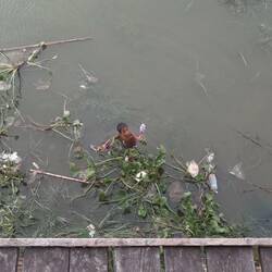 Willst du Blume kaufen