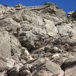 Rocky Mountain Goats