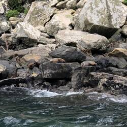 Fur seals