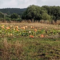 Cats in the pumpkin patch