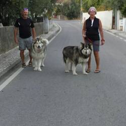 Walking those 2 big hearted doggies
