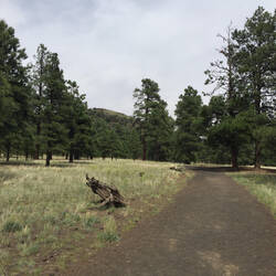 The trail up to the crater, viewable through the trees