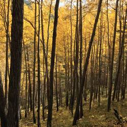 Im Wald...