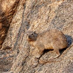 Nochmal Dassies