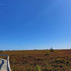 Wanderung durch das Torfmoor. Verwandte der Blaubeeren fangen mit dem Farbwechsel an