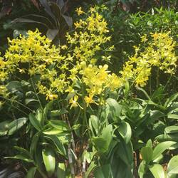 This orchid was in the 'Celebrity' section and had been named in honour of Bindi Irwin's visit