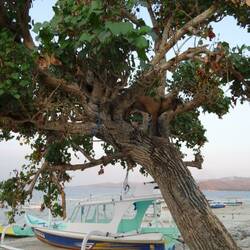 Man achte auf die Ziege im Baum :P
