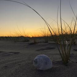 Dieses schöne Schneckenhaus sahen wir am Strand.