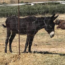 Donkey was more friendly