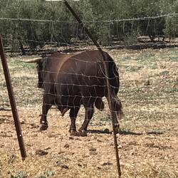Bull who was heading for shelter, Chriss said they are usually friendly and come up to the fence.