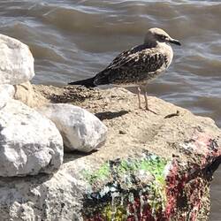 Seagulls are big here