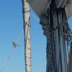 Neuer Besuch an Bord