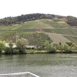 Every bit of space is used for vineyards