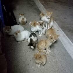 Hier gibt es mehr Katzen als Menschen