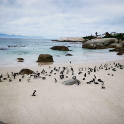 Die Pinguine am Boulder Beach