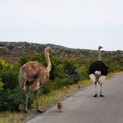 Im Nationalpark begrüßten uns zwei Strauße