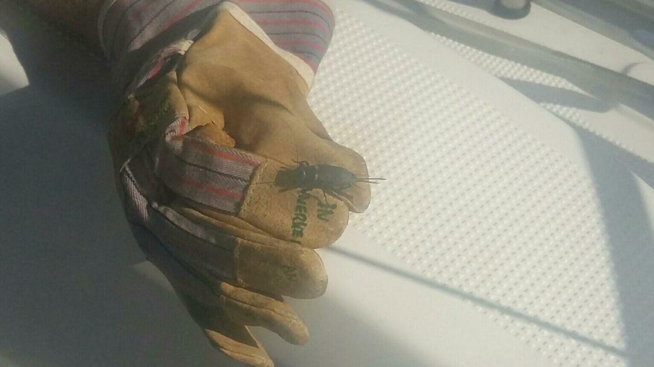 Jagd erfolgreich
