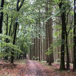 Mischwald, aber dennoch irgendwie sortenrein