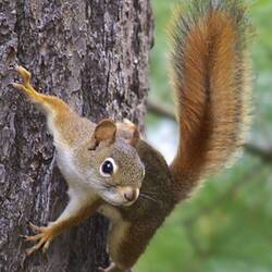 No wonder they look so healthy, nuts don't give you that physique