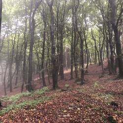 Vormittags, da fand ich den Nebel noch hübsch