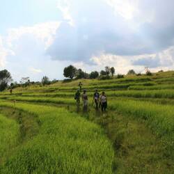 Durch die Reisfelder
