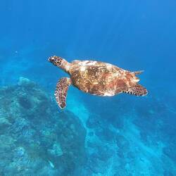 Das Highlight der Schnorchel-Tour