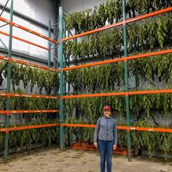 Die ersten paar Pflanzen werden probehalber manuell getrocknet