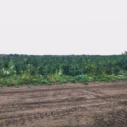 Hanffeld von Marios anderem Bruder. Kurz vor der Ernte