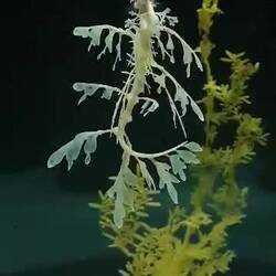 Die faszinierenden Seadragons.
