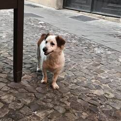 Friendly neighbourhood pooch