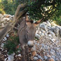 Is there anything more cute than a baby donkey?