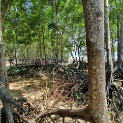 Mangroven am Oststrand